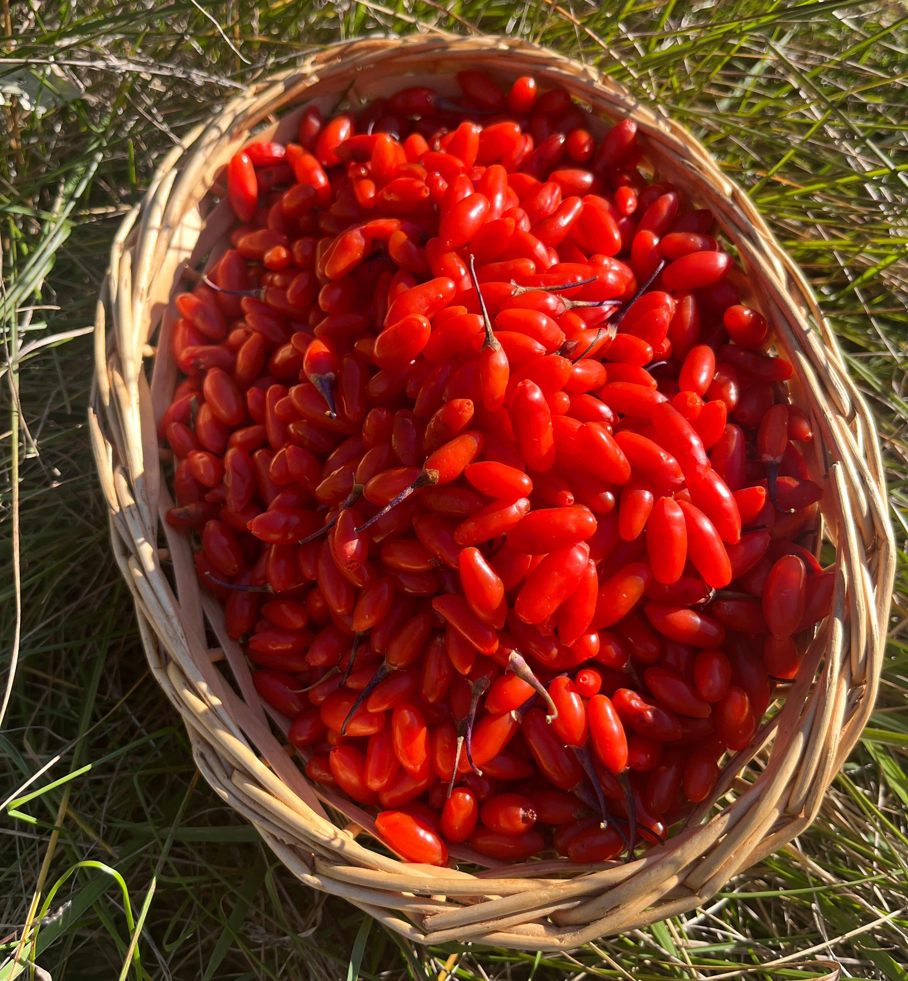 Goji Berries