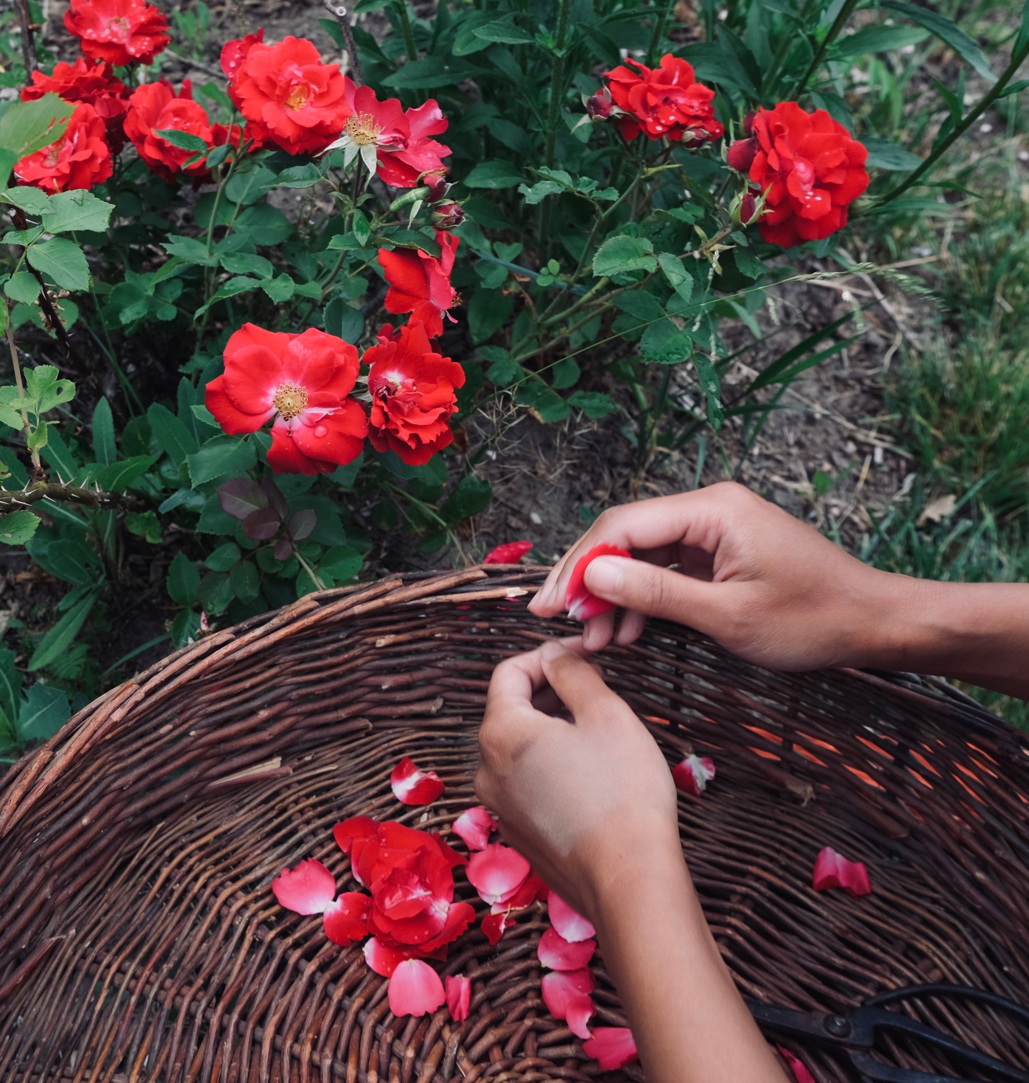 Rose and reishi serum by The New New Age