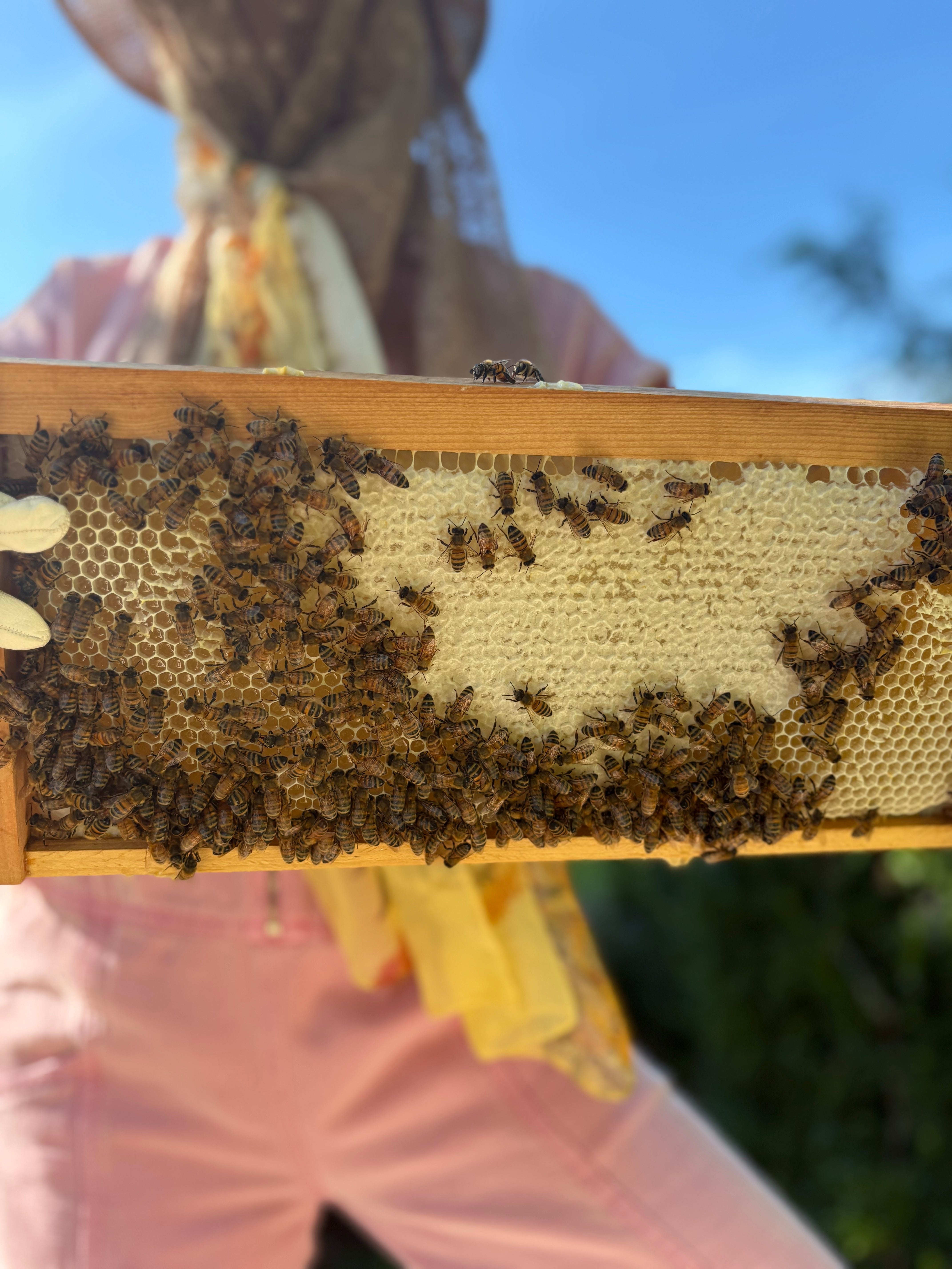 SEAWEED AND HONEY FACE MASK