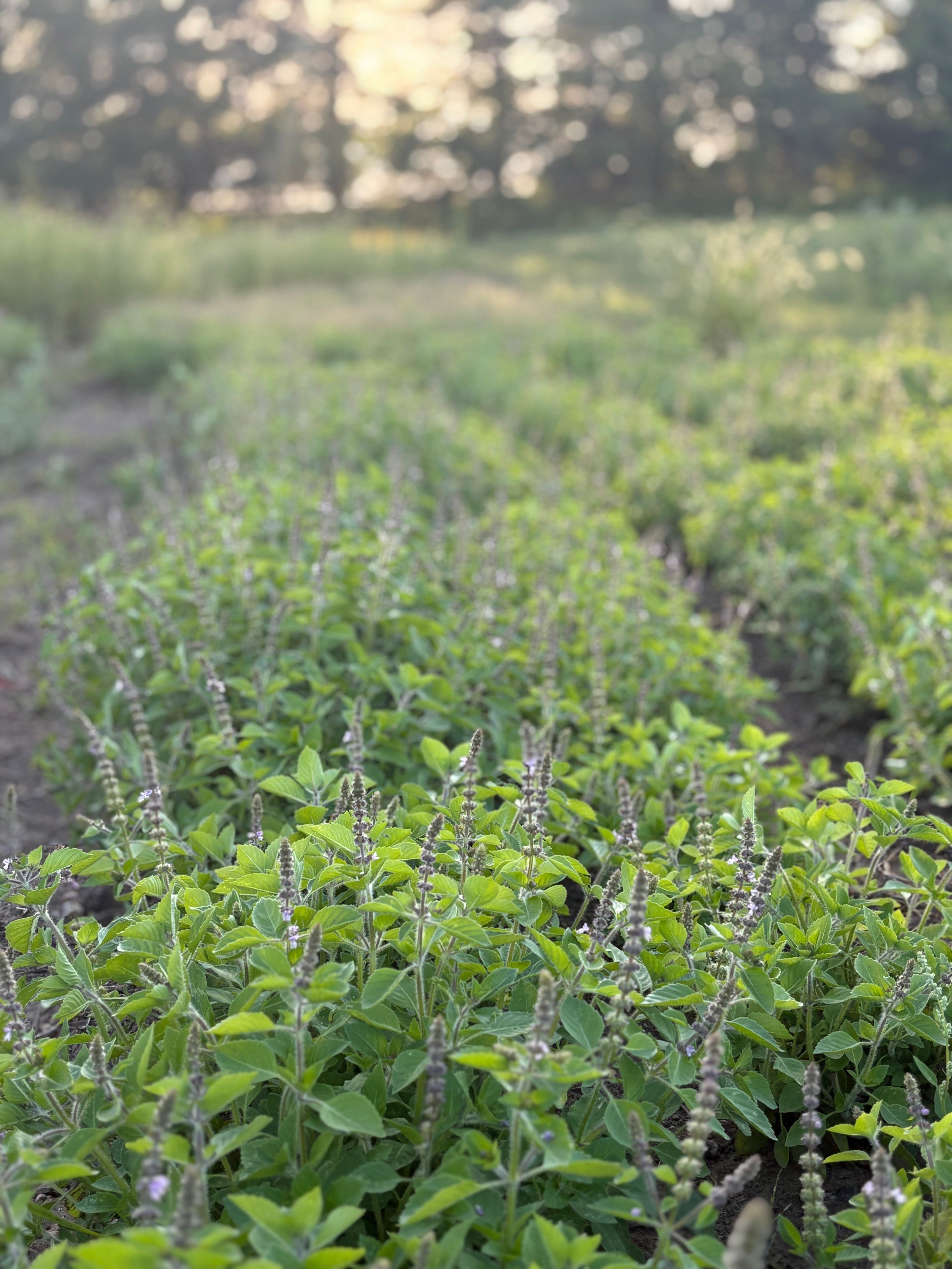 HOLY BASIL