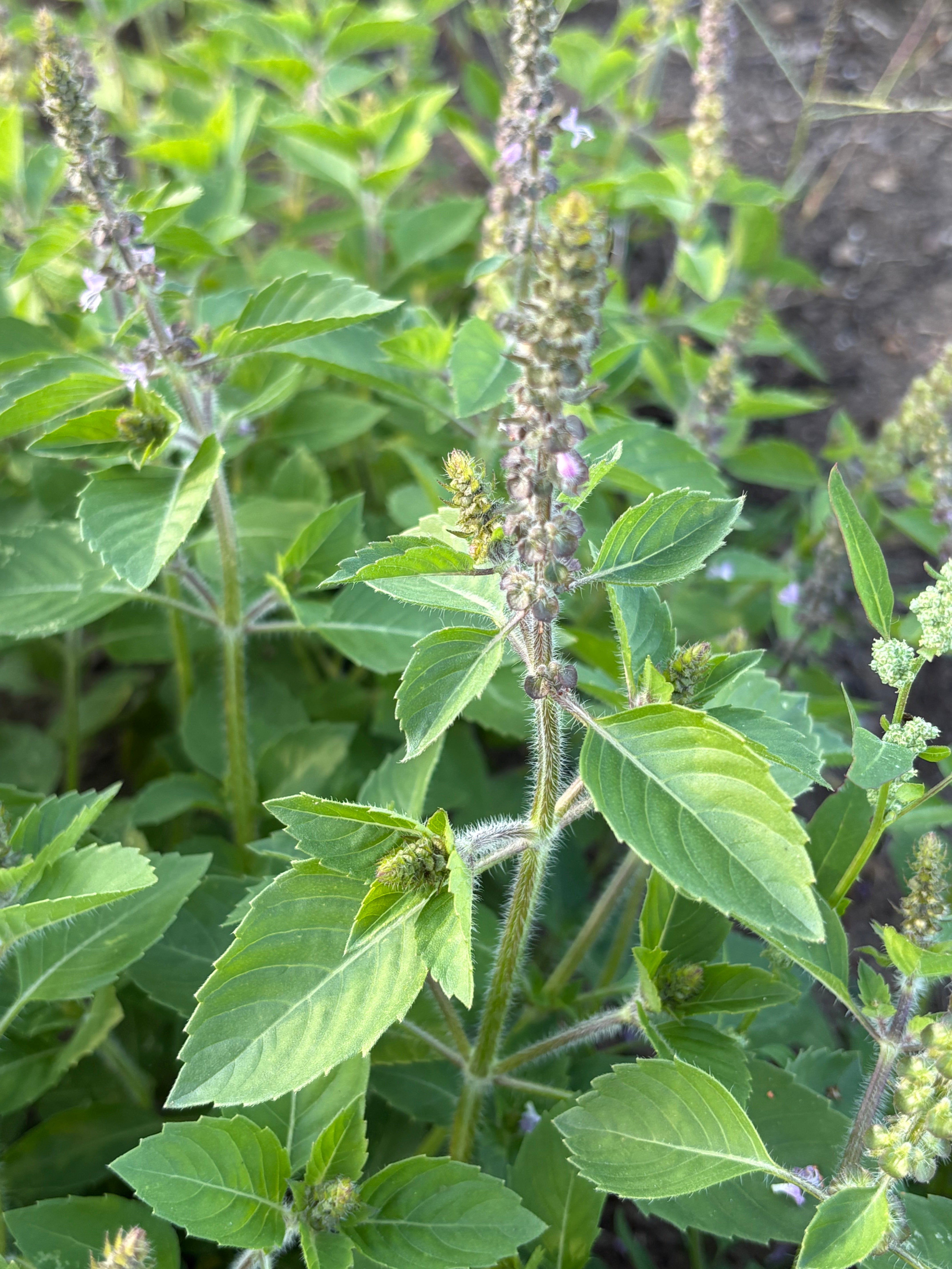 Close-up of green leaves and plant stems with a blurred background