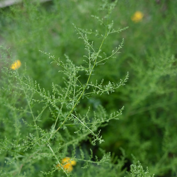 Sweet Wormwood from The New New Age Herb Farm