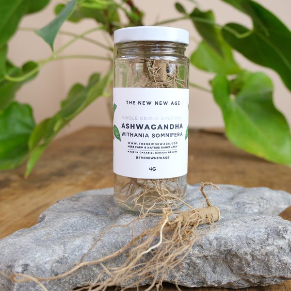 Ashwagandha root from The New New Age Herb Farm
