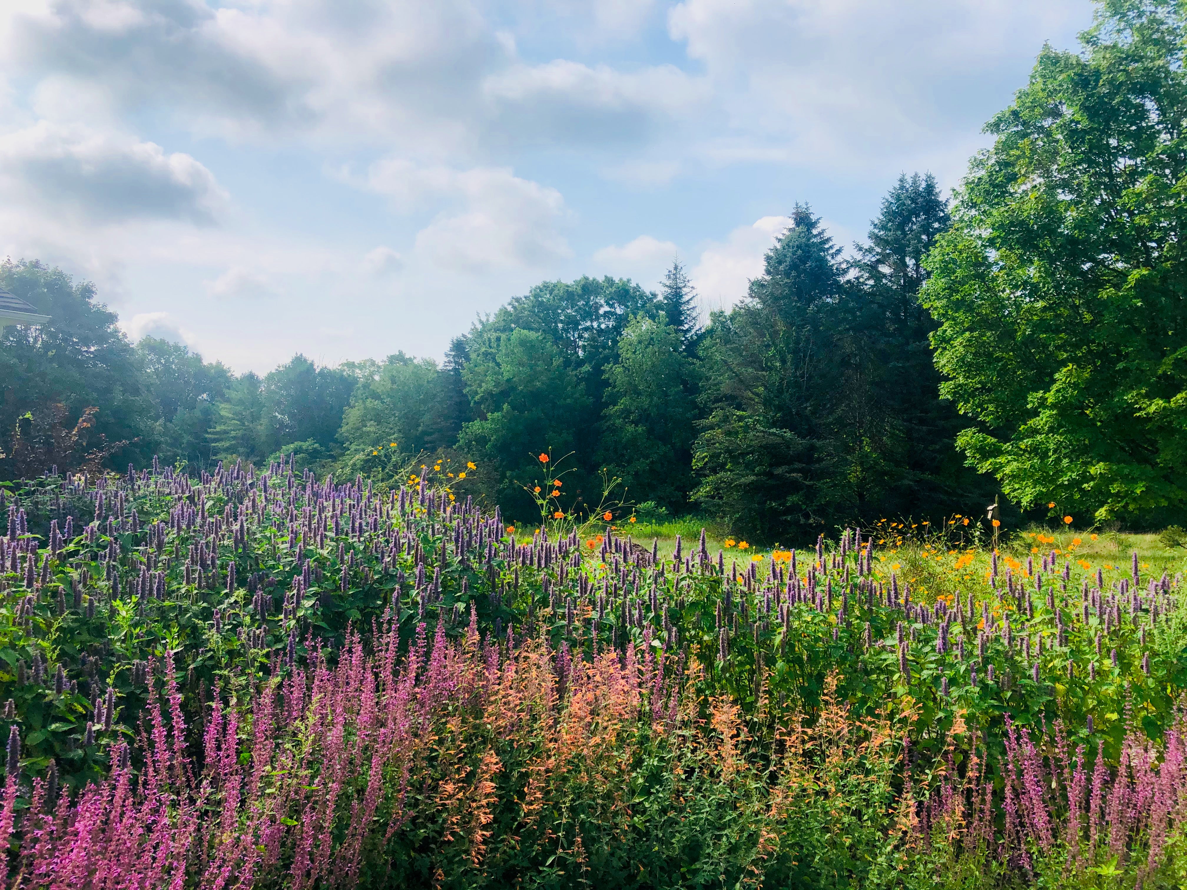 HERB WALK