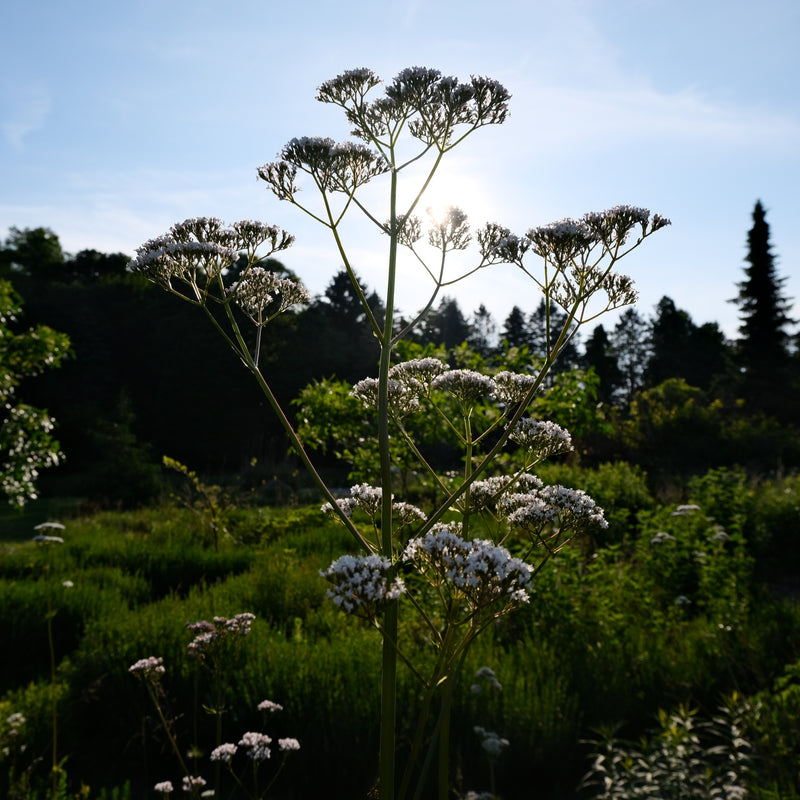 EVENING BREEZE NATURE RETREAT