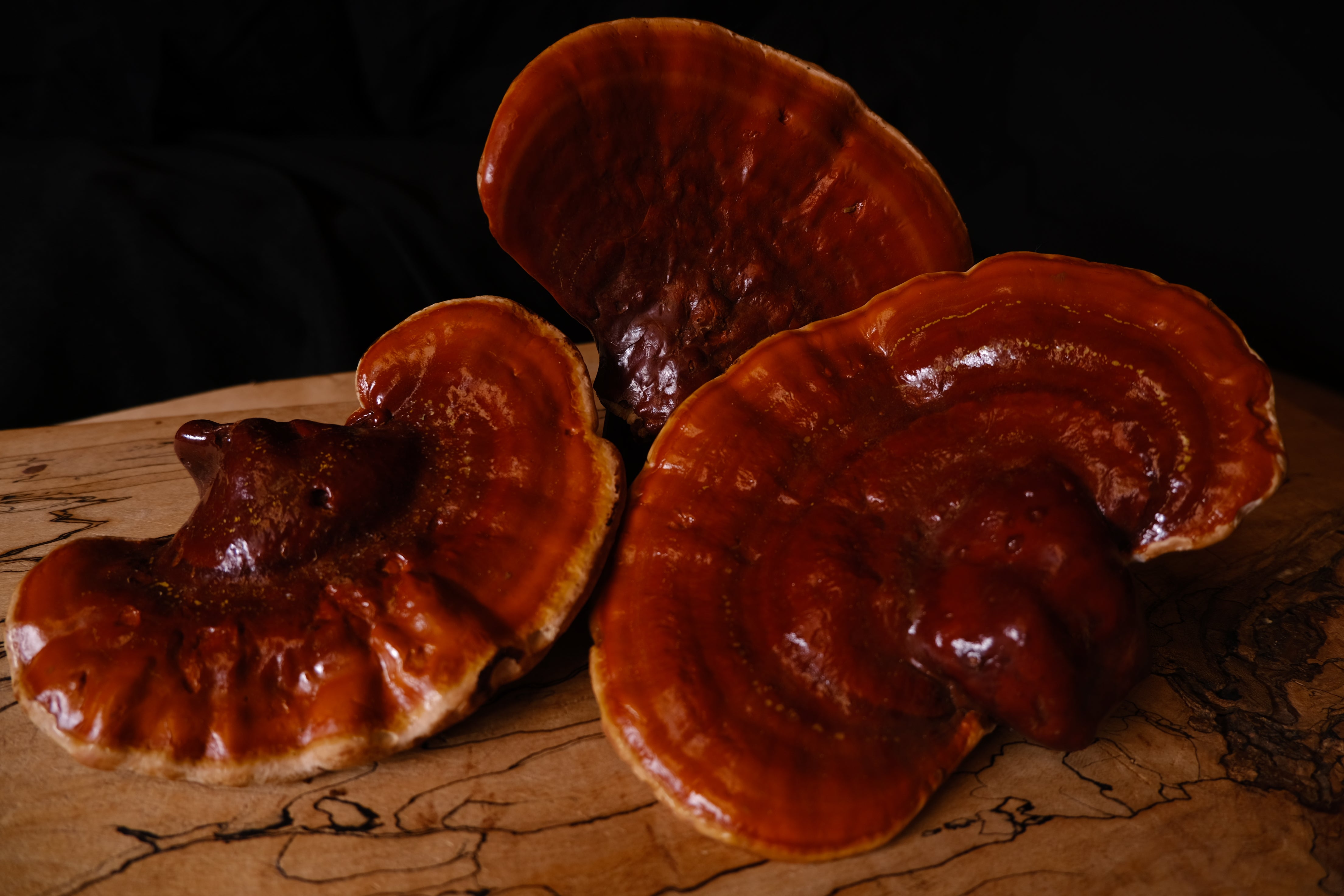 Reishi mushroom at The New New Age