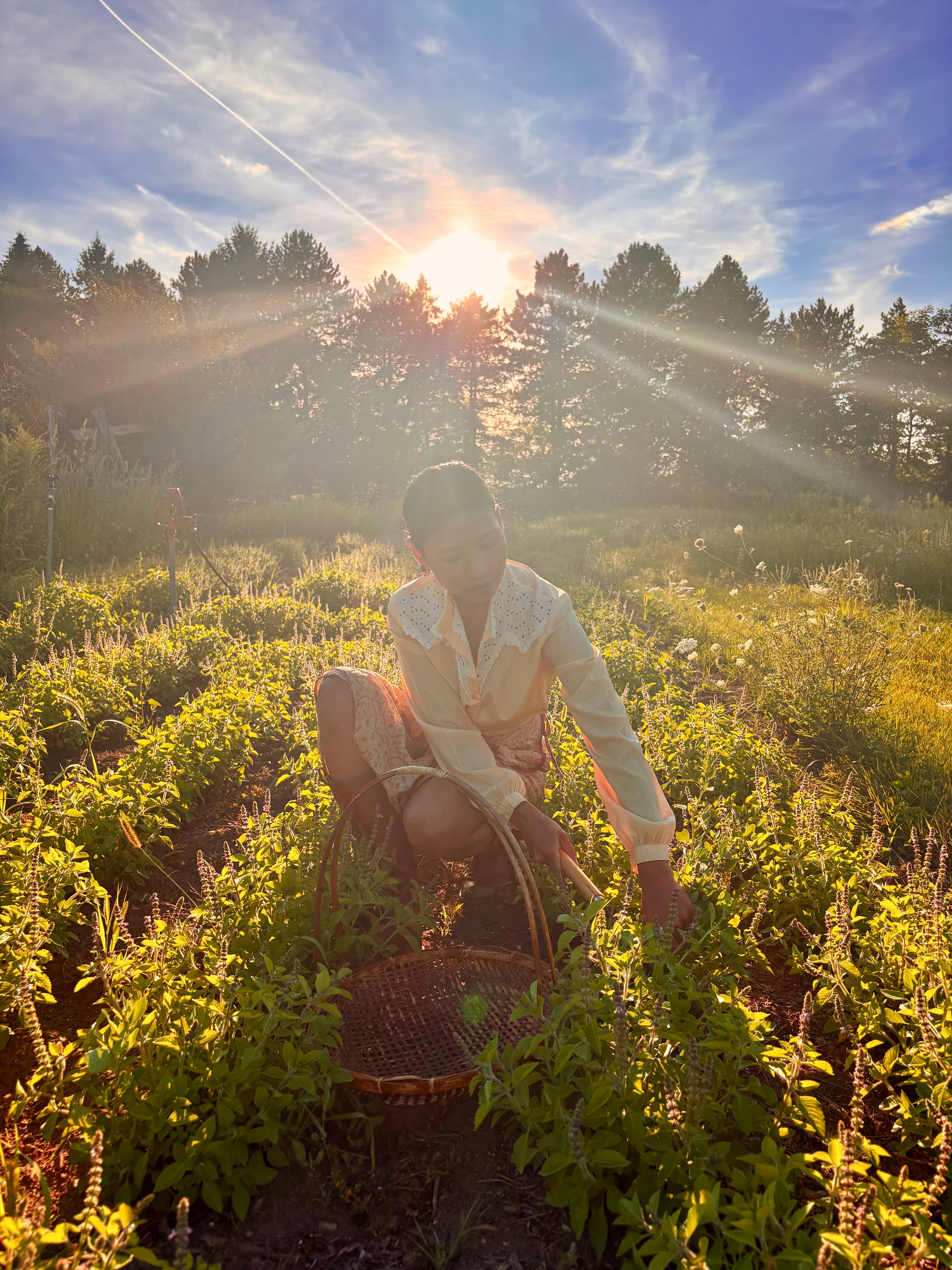 Person in a field with a basket, surrounded by greenery and trees under a sunlit sky.