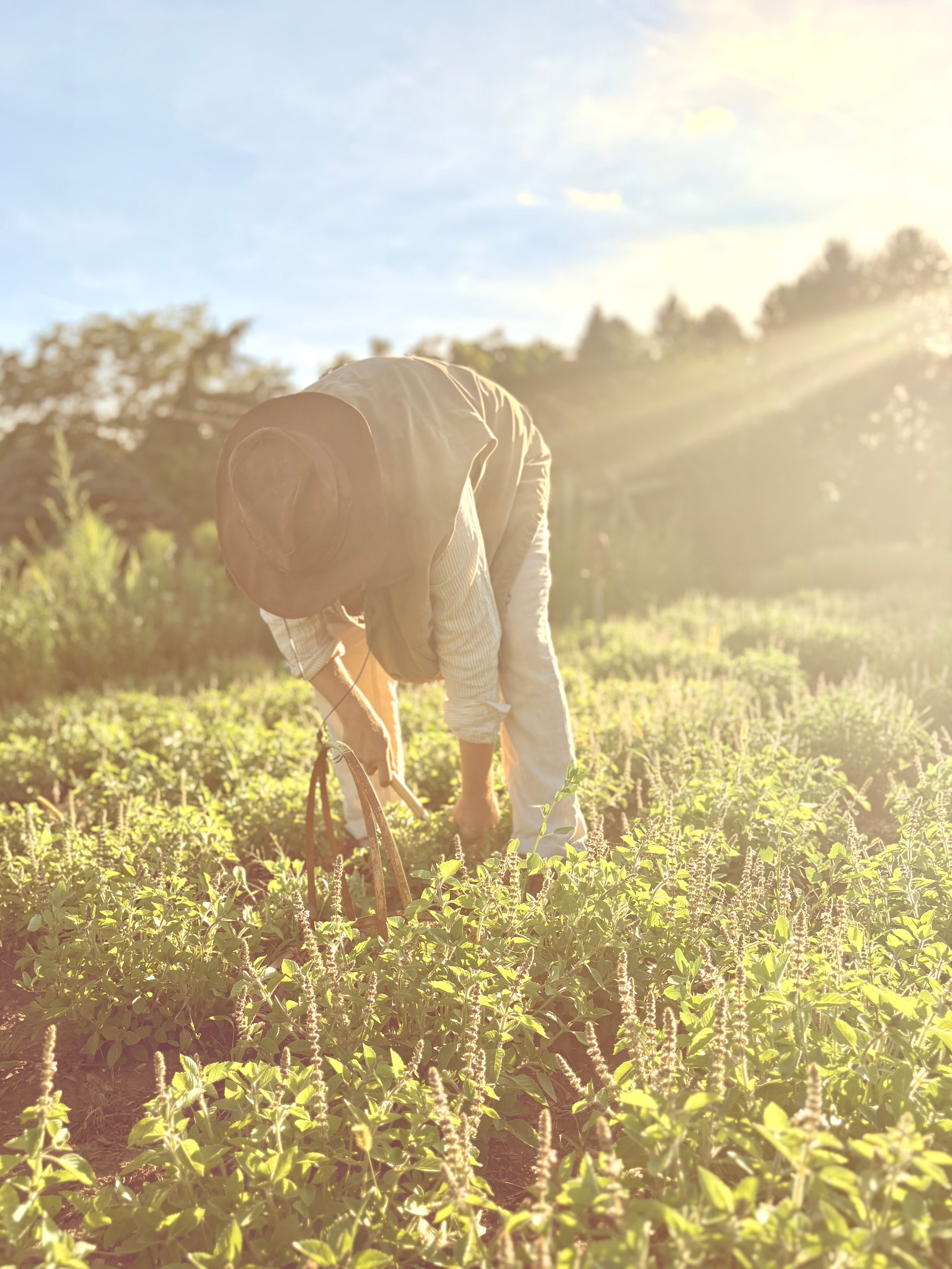 Person tending to holy basil plants in a field with a warm, sunlit glow