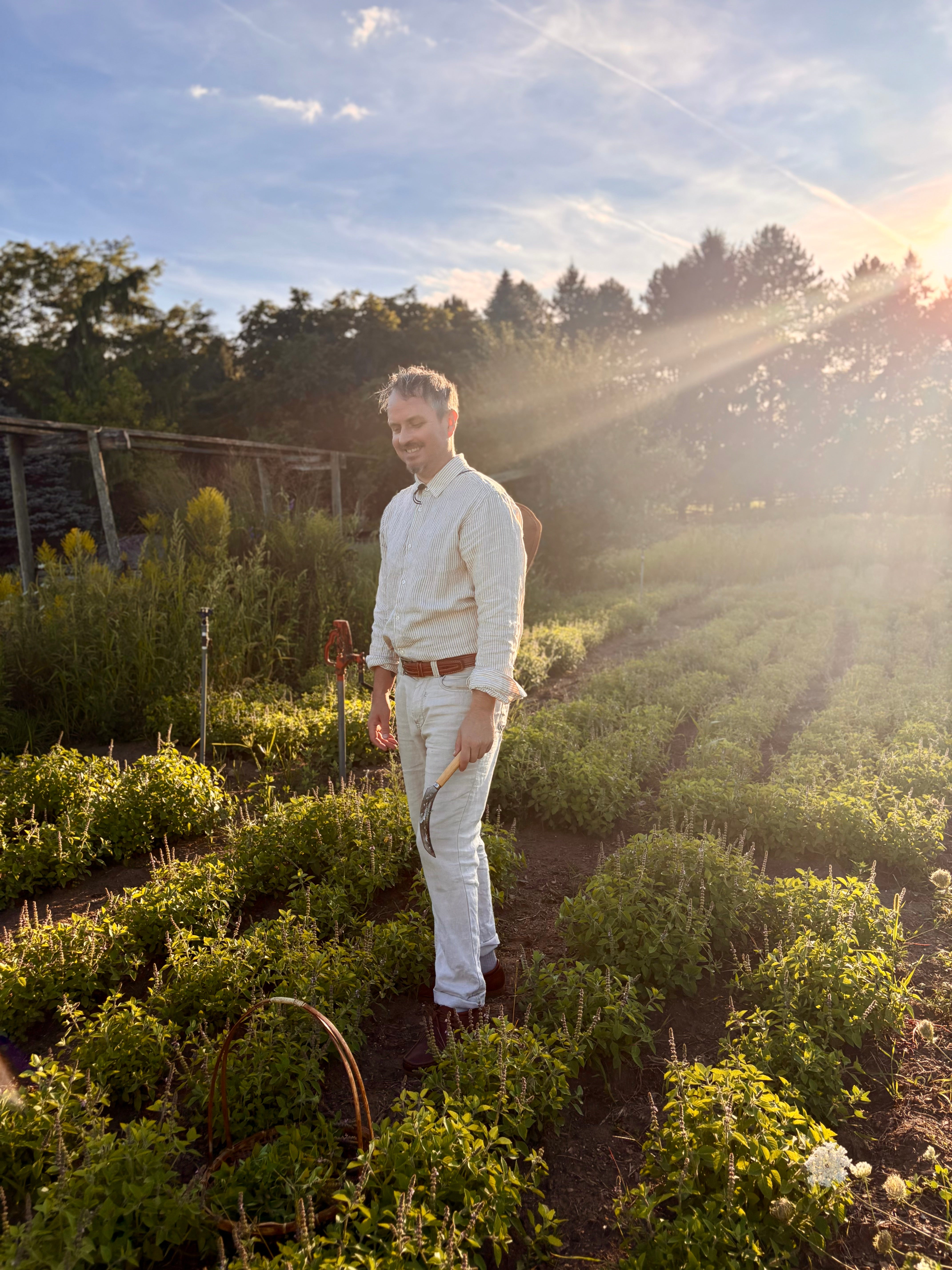 Man standing in a garden with rows of holy basil plants under a sunlit sky.