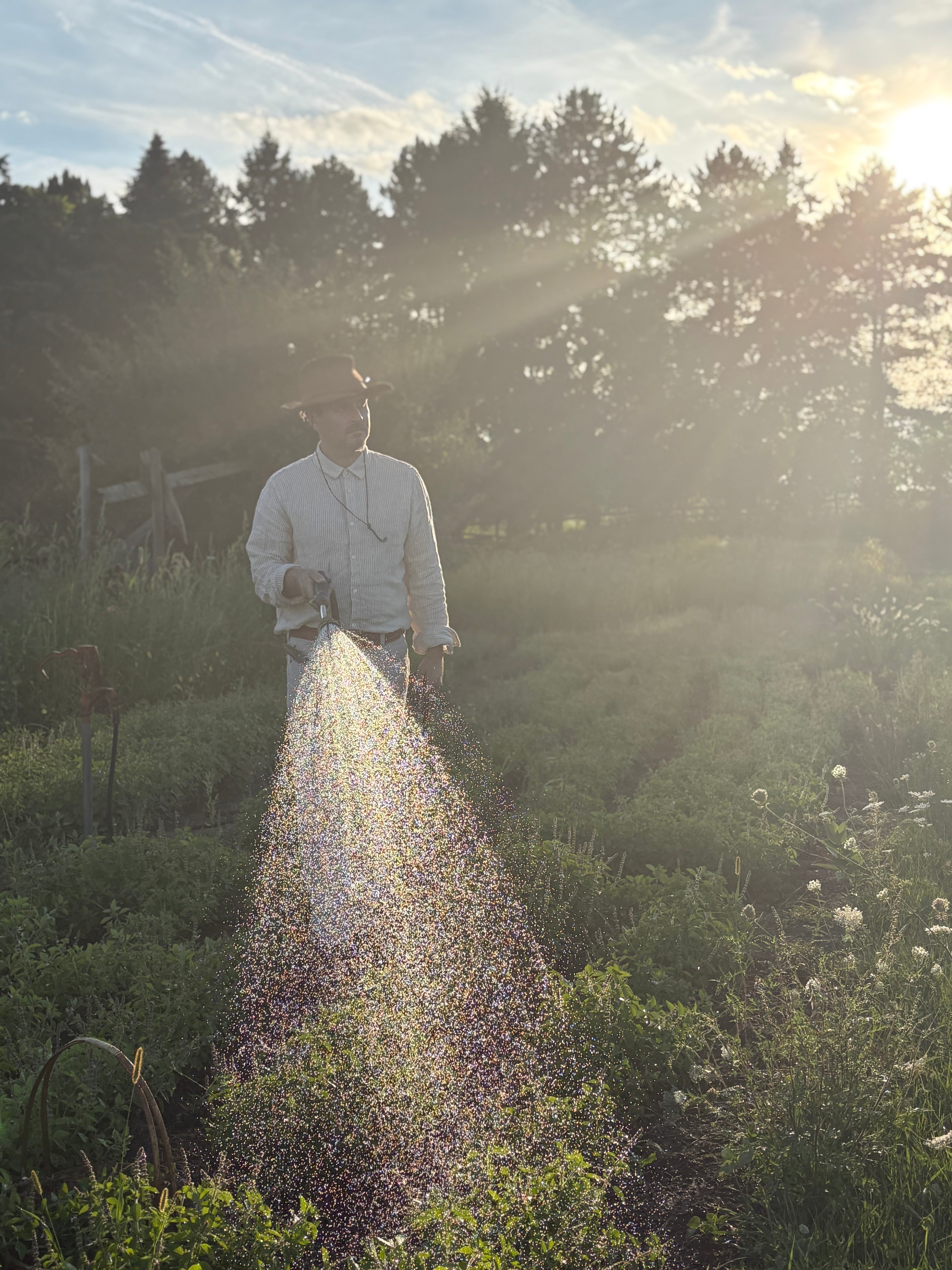 Person watering holy basil plants in a garden with sunlight filtering through trees
