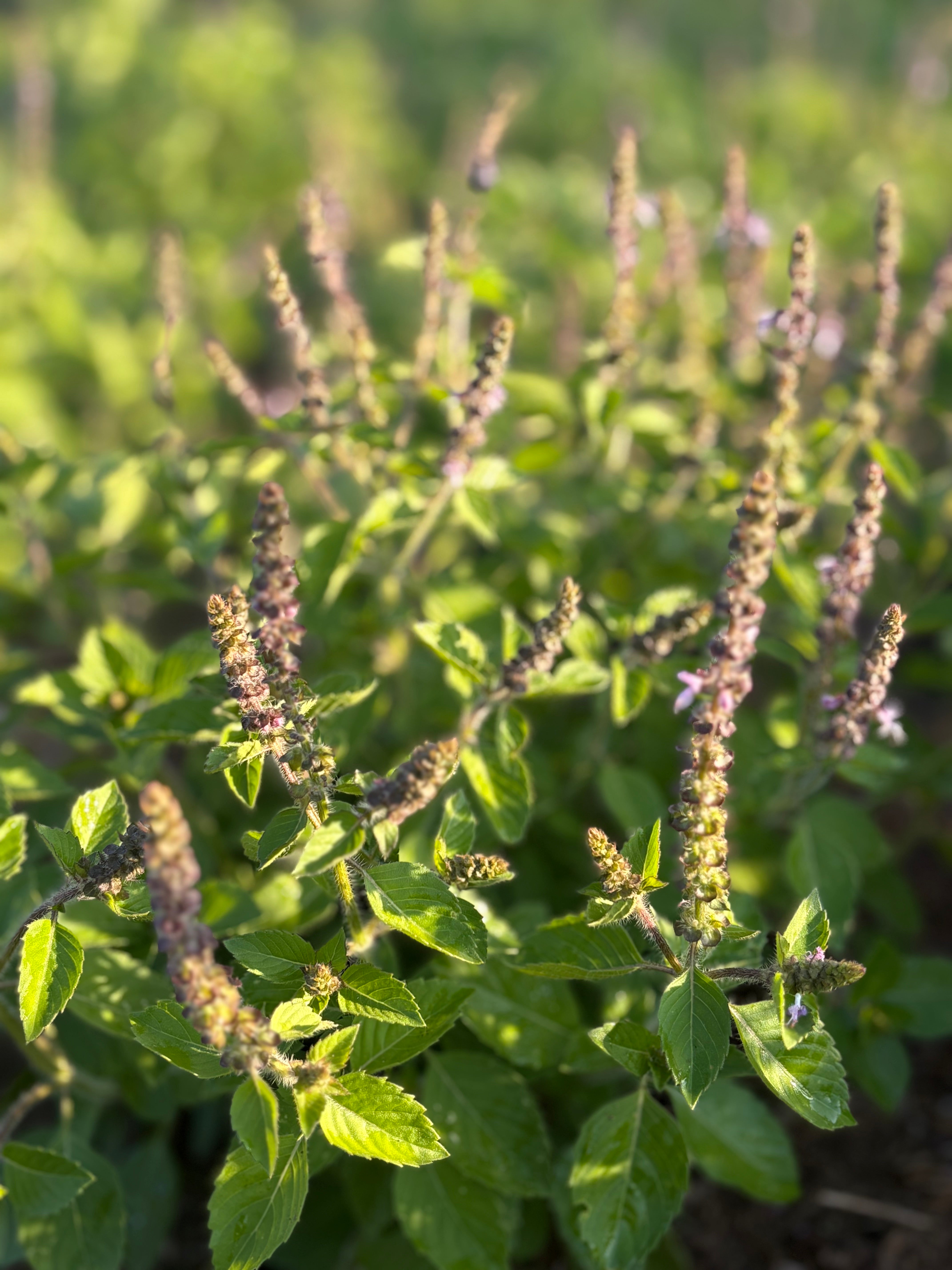 Close-up of a plant with green leaves and purple flower spikes.