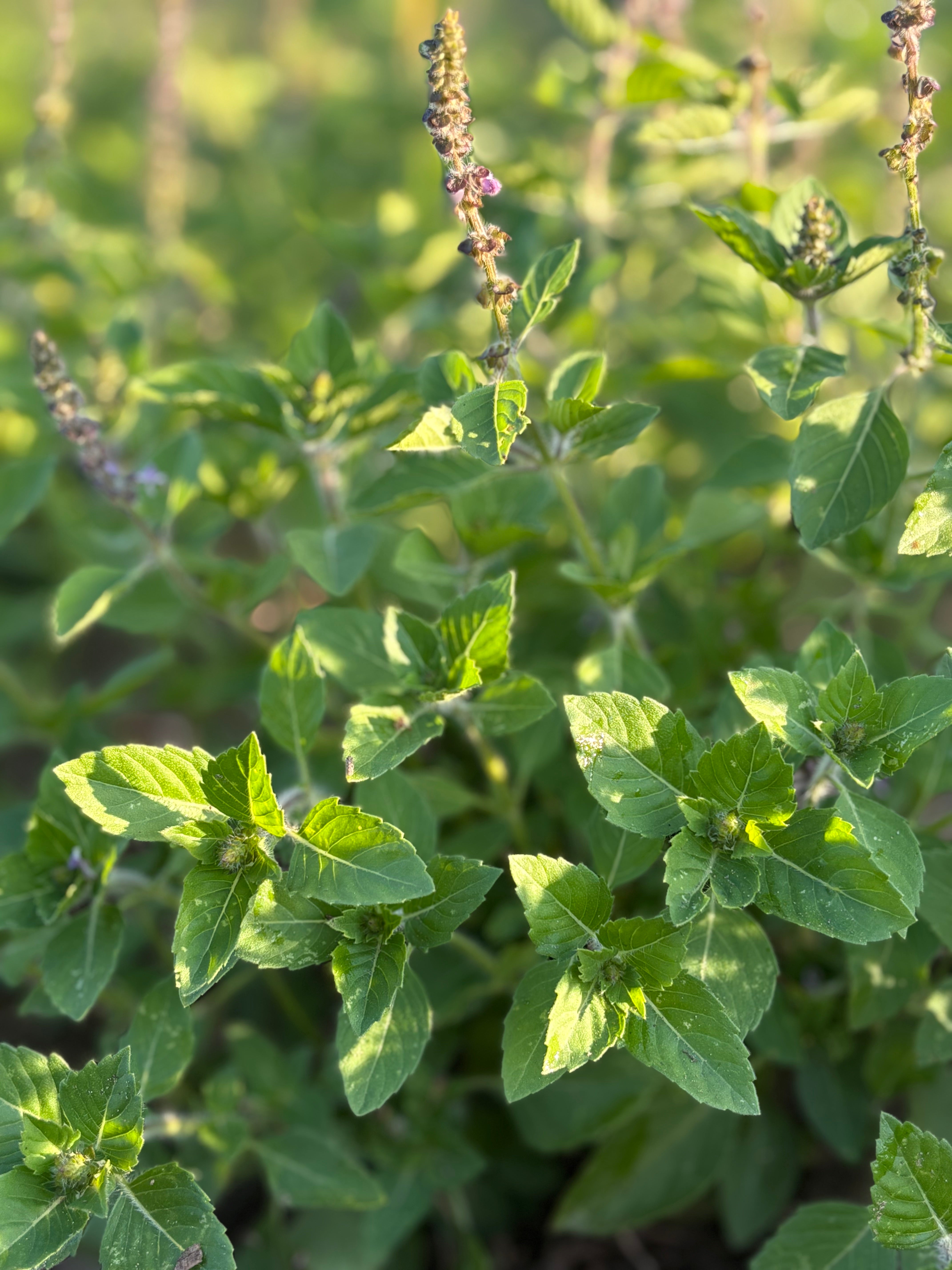 Close-up of green holy basil leaves with a blurred natural background