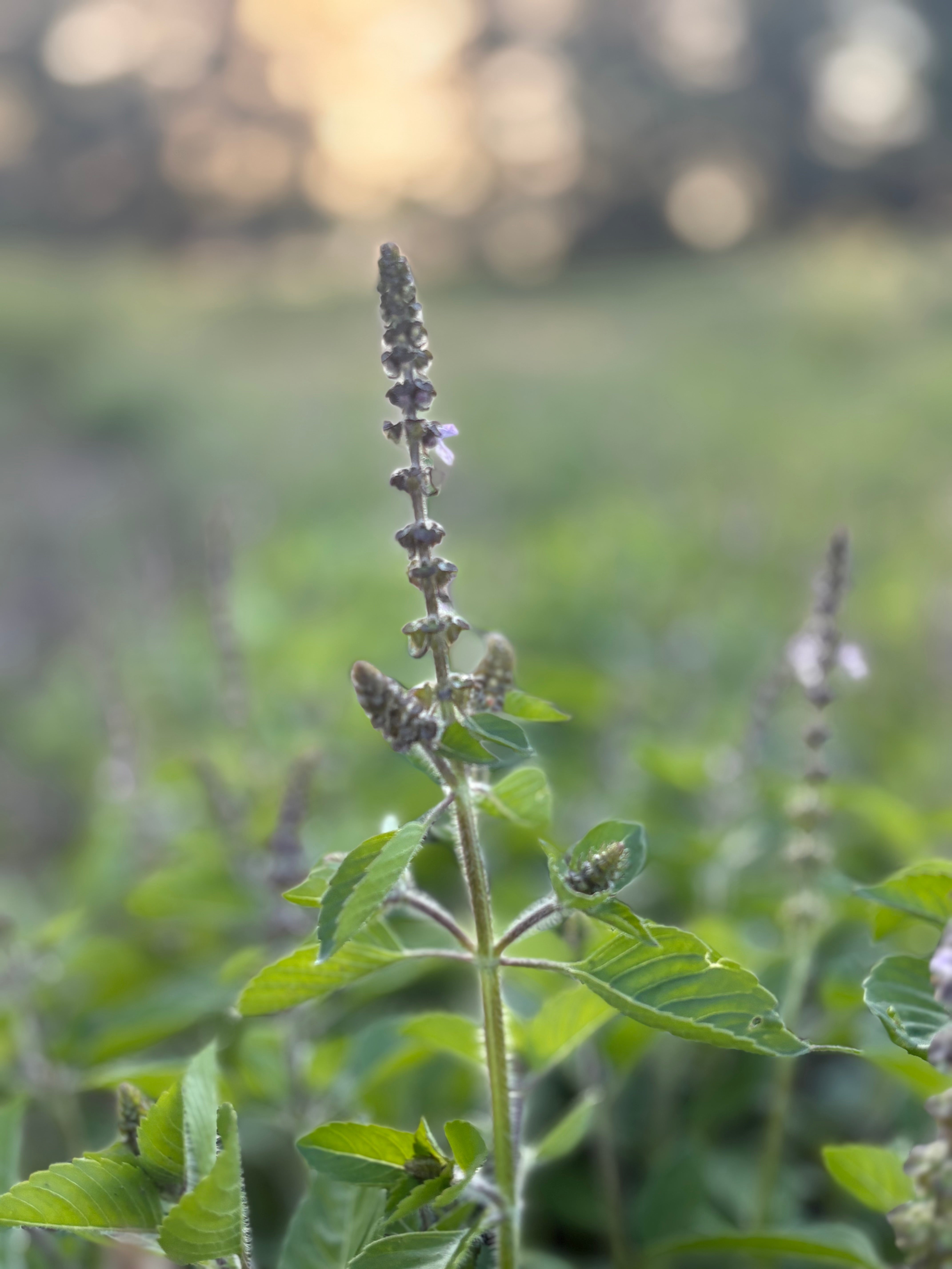 HOLY BASIL