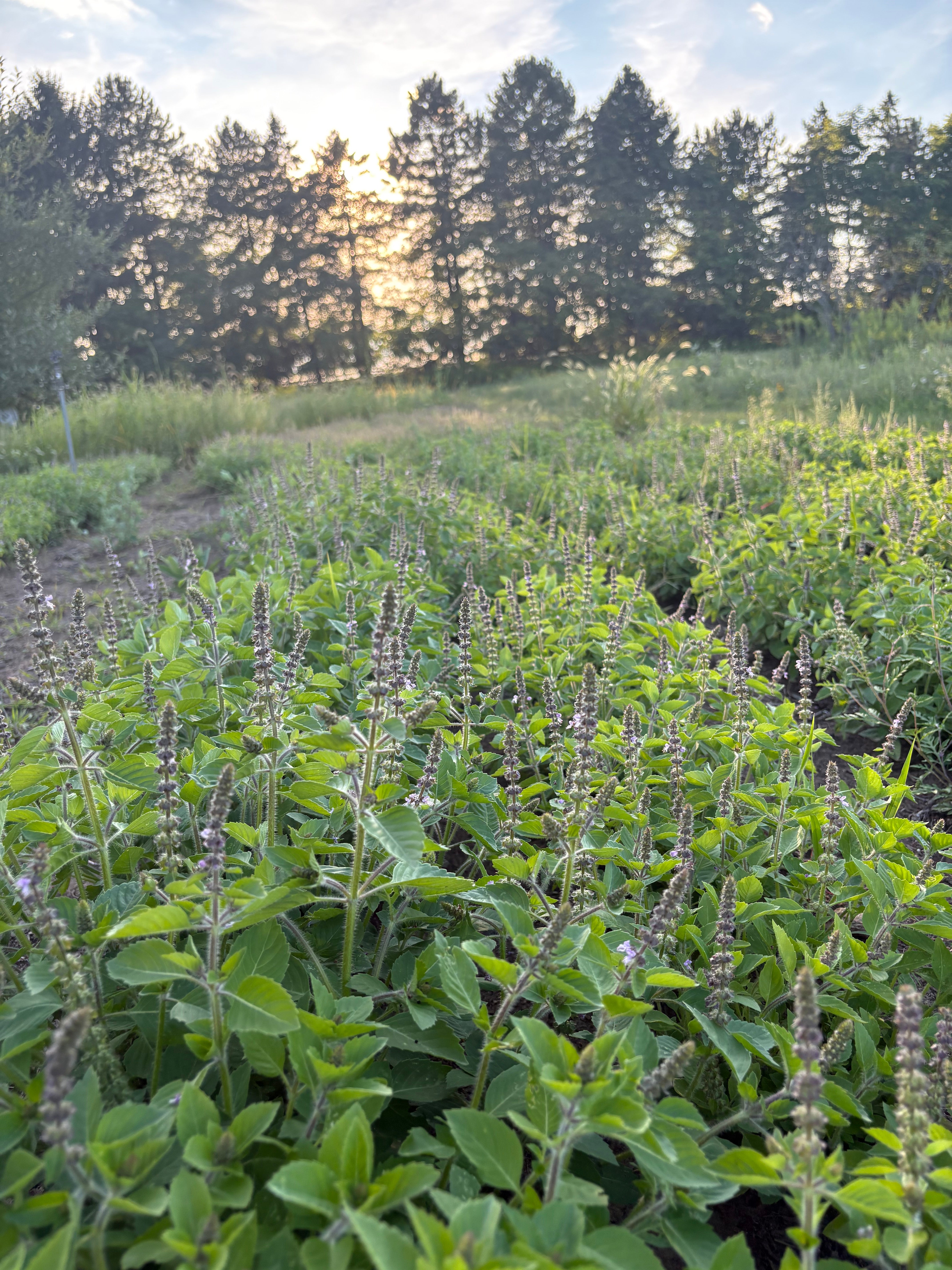 Row of green plants with trees in the background