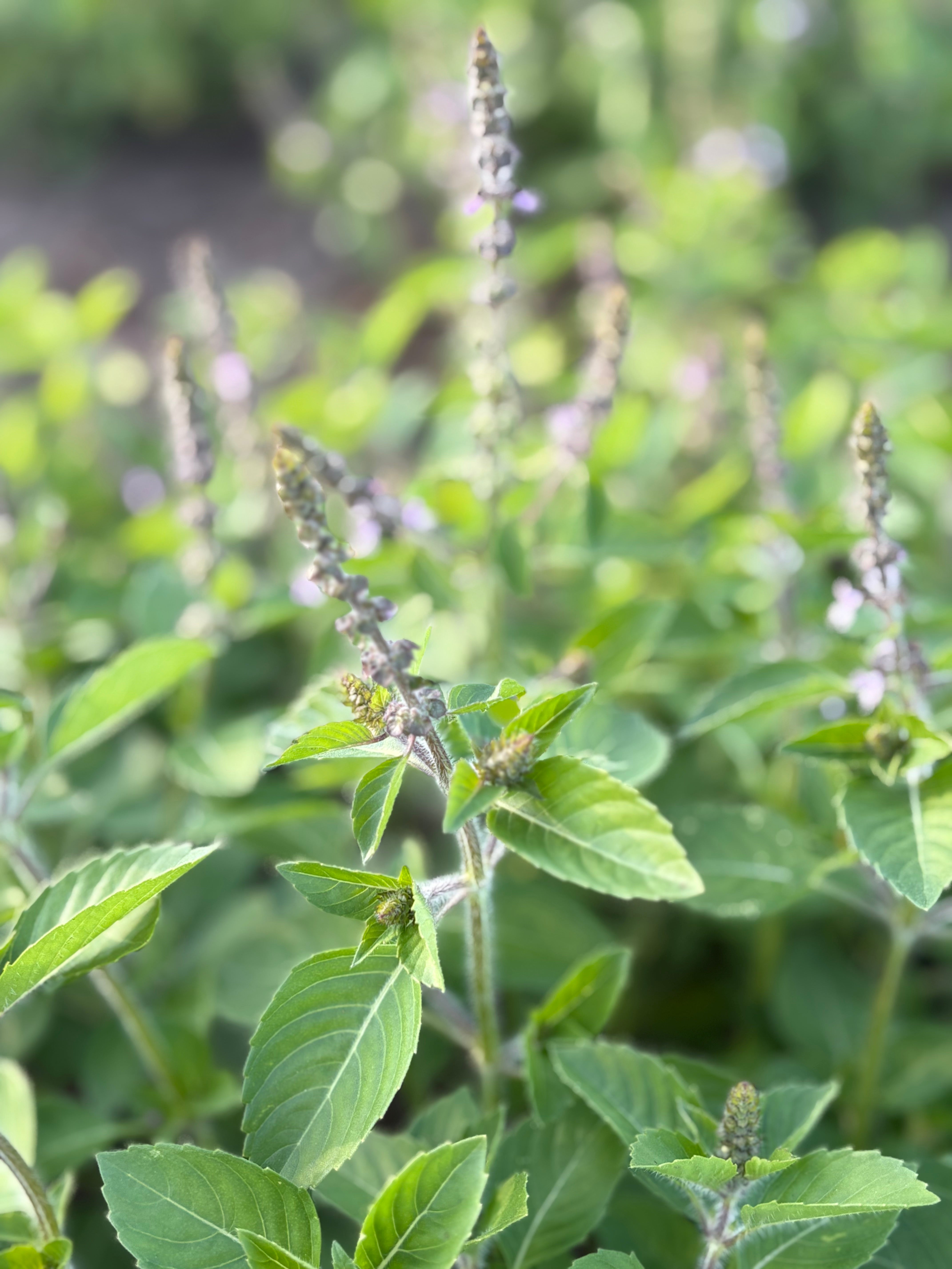 Close-up of green leafy holy basil plants with small flowers in a natural setting