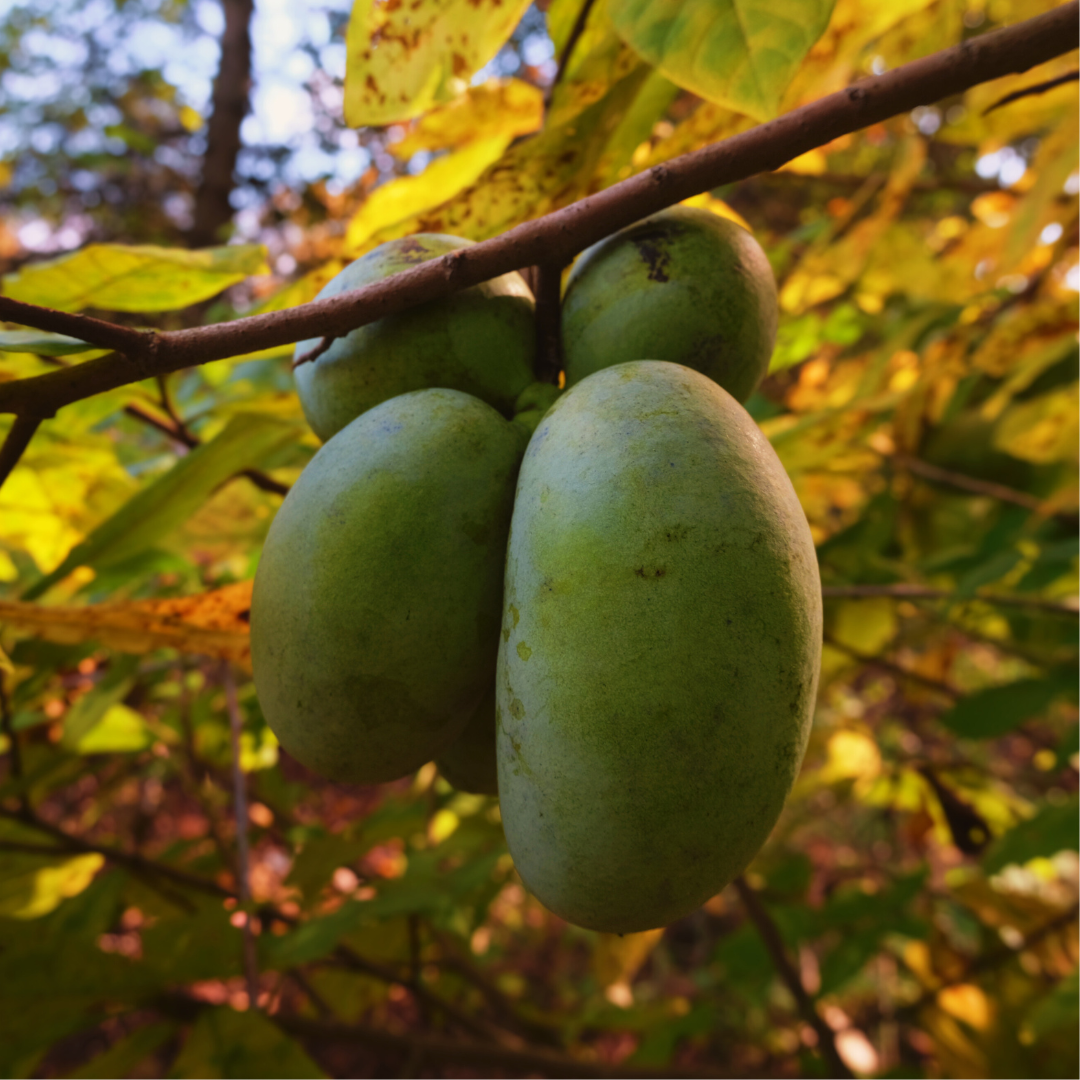 Paw Paw Body Butter