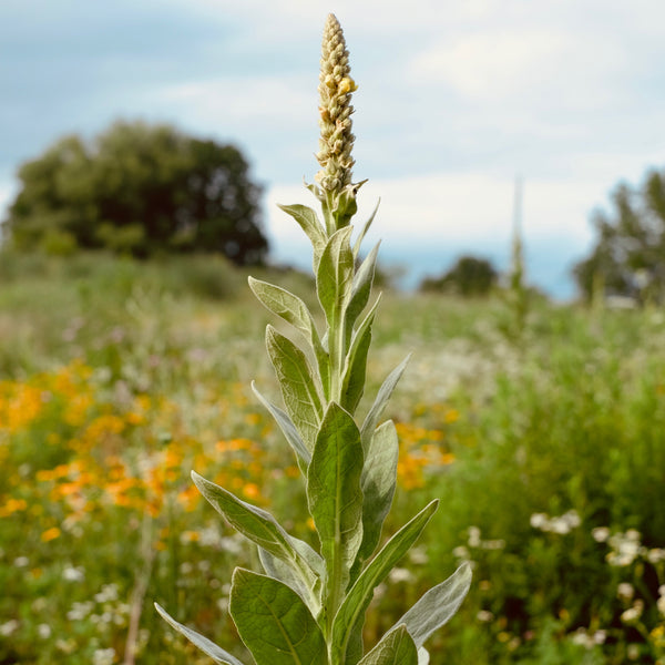 Mullein (Verbascum thapsus) is a plant of many uses and is steeped in folklore and magical history. Over 2000 years ago, Greek physician Dioscorides recommended the plant for lung conditions.
