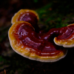 Reishi (Ganoderma lucidum) is also known as the Mushroom of Immortality and is revered for its adaptogenic and longevity enhancing properties.   Can be used in hot water infusions, broths, decoctions, tinctures and dual extractions. 