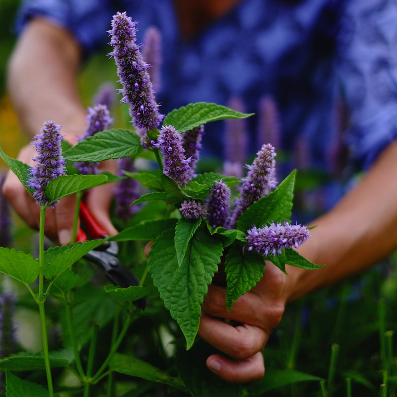 Anise Hyssop (Agastache foeniculum) is a member of the mint family with a distinct anise flavour and aroma.  A native plant of North America, it is a favourite of pollinators and a cornerstone species at our farm, The New New Age. 