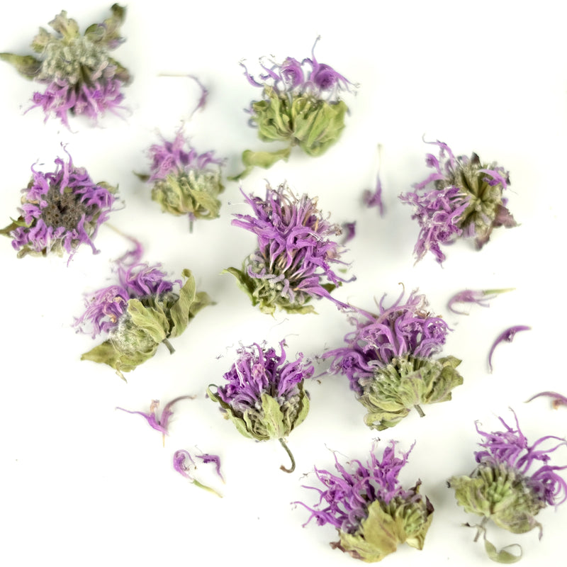 Bee Balm (Monarda fistulosa) is a native North American perennial wildflower also known as Wild Bergamot.