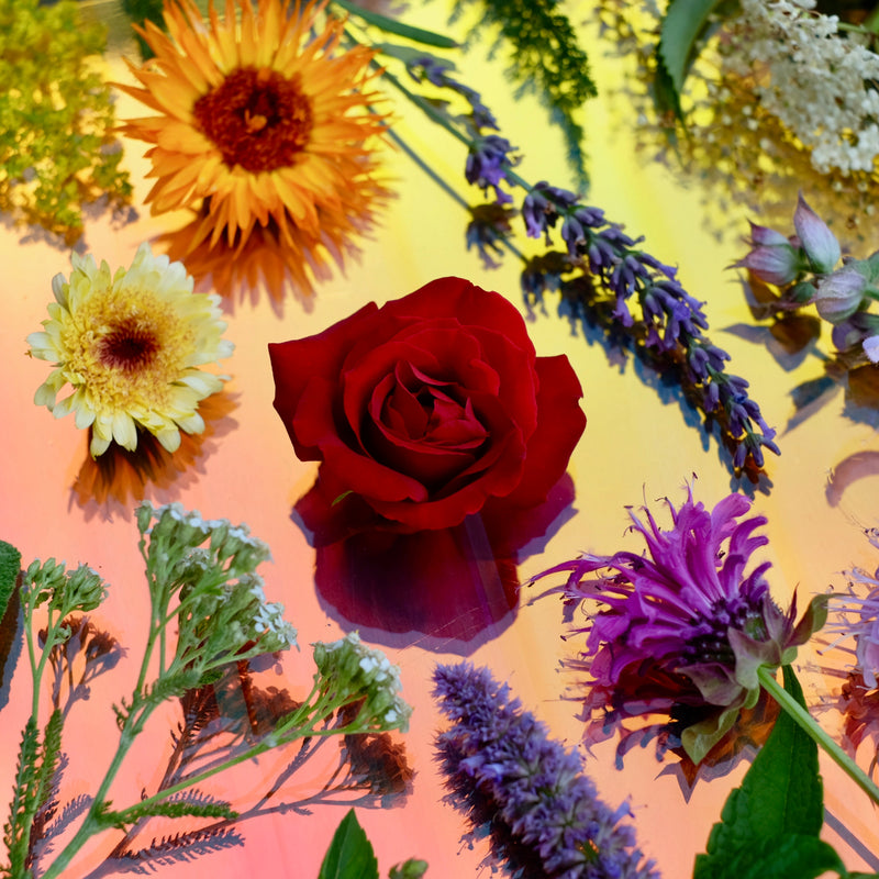 FLOWERS USED IN MIDSUMMER NECTAR, BOTANICAL FACE OIL, NATURAL SKIN CARE, ORGANIC SKIN CARE, MADE BY THE NEW NEW AGE