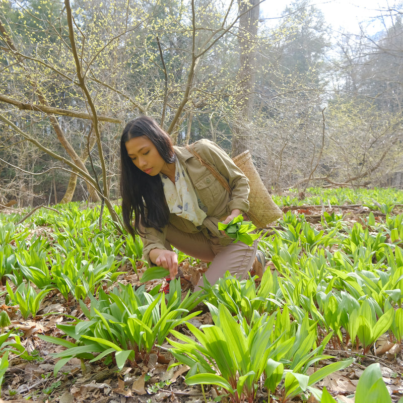 Harvesting Wild Leeks from The New New Age Herb Farm. 