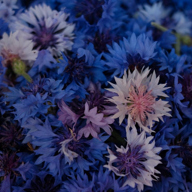 Blue cornflower from the new new age herb farm